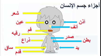 تعلم أجزاء جسم الإنسان للأطفال - Learn the parts of the human body for children