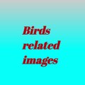 (Birds related images),create a photo slideshow2017 ji (any video slideshow )