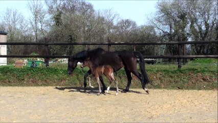 Hrimfax des Edènes 2jours et 3semaines