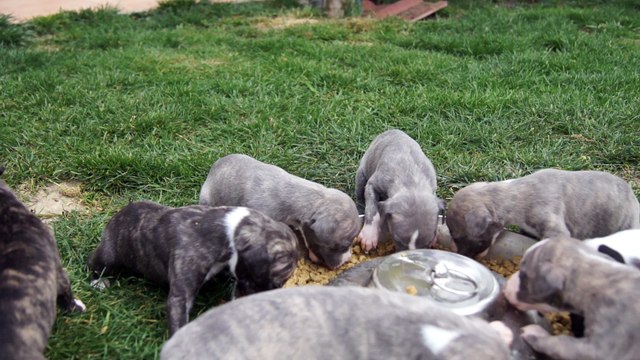 PREMIER REPAS A 3 SEMAINES