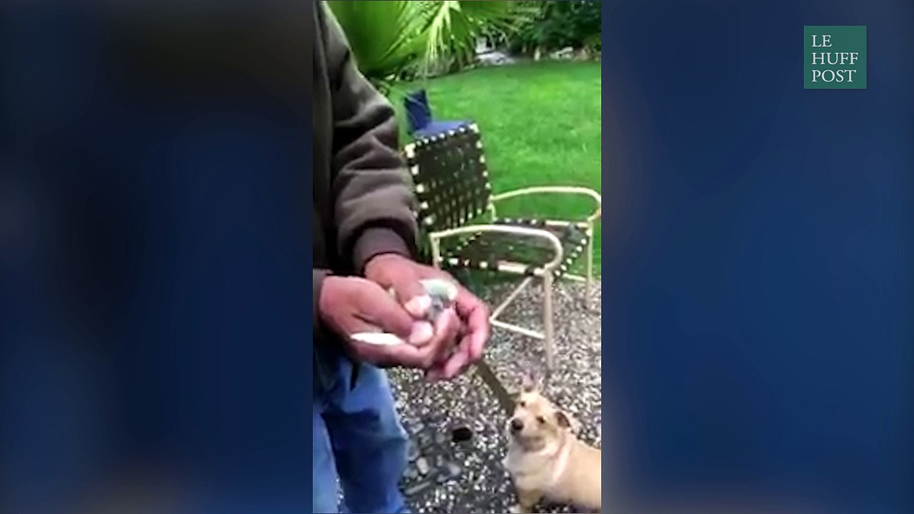 Le moment de bonheur de cette famille a été ruiné par un chien