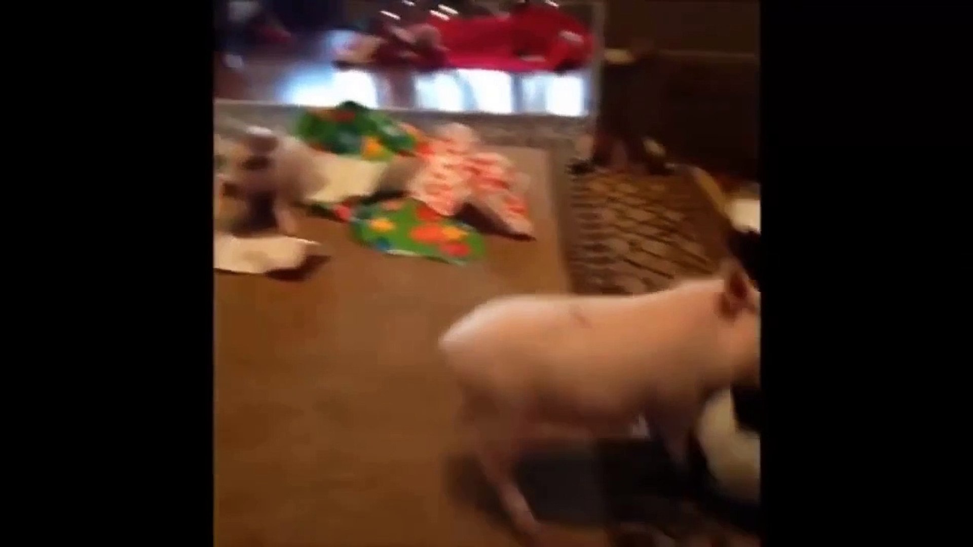 ⁣Funny Animals - pets & animals and their funniest moments - funny animal compilation