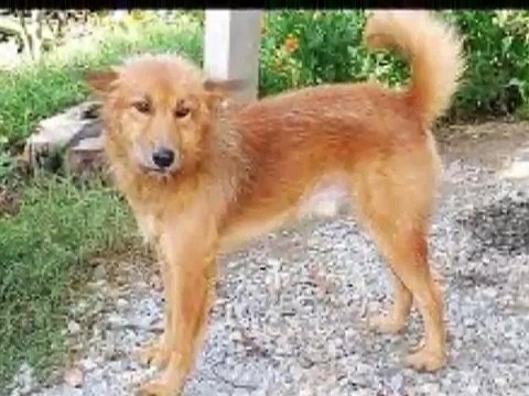 Qeni i shpëton jetën foshnjës së sapolindur të cilën nëna e kishte hedhur në plehra (Video)