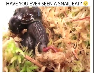 Have You Ever Seen  a snail eat ?