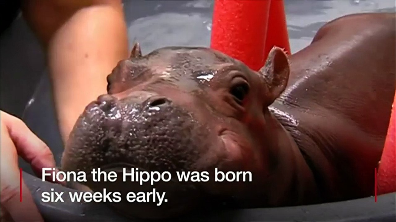 Baby hippo saved by hospital doctors
