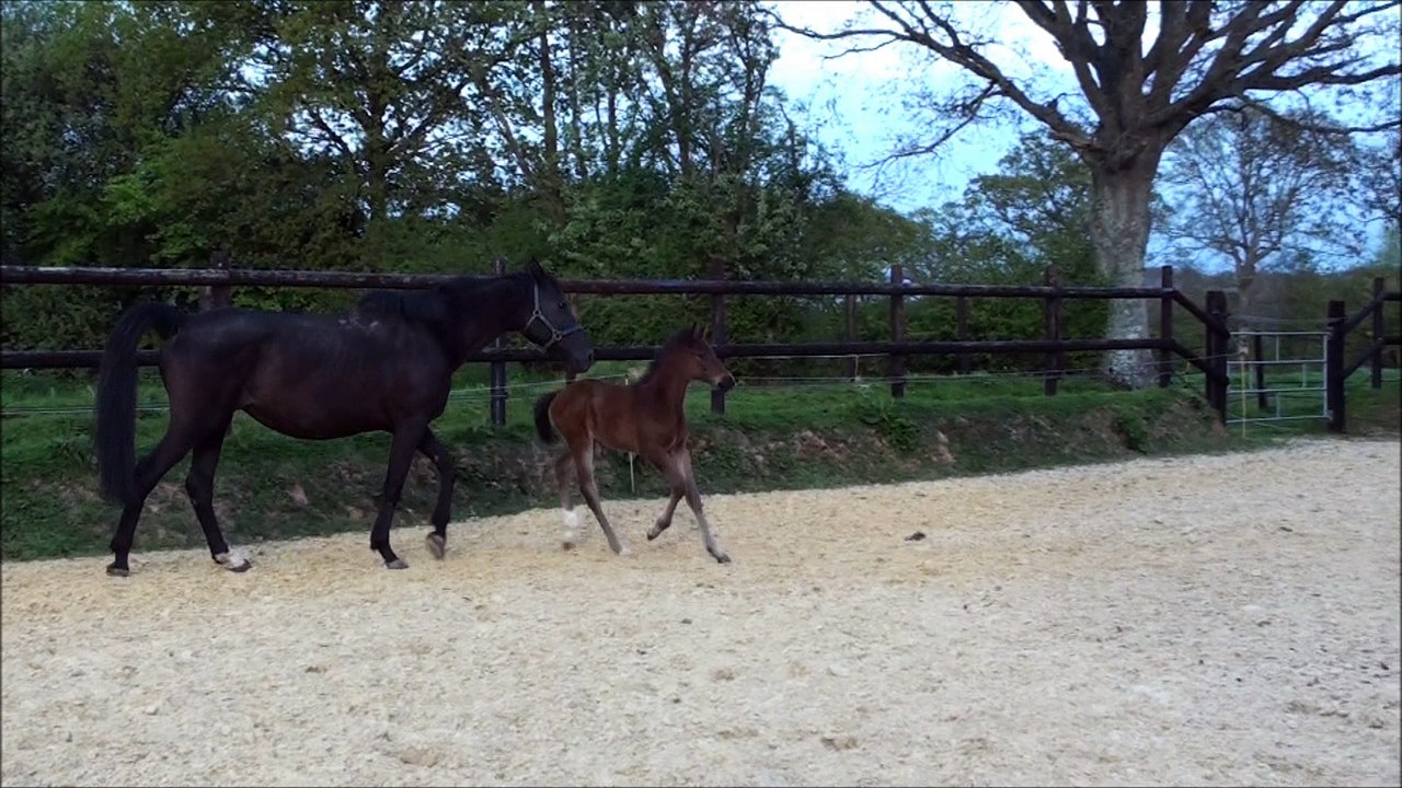 Hrimfax des Edènes 5 semaines