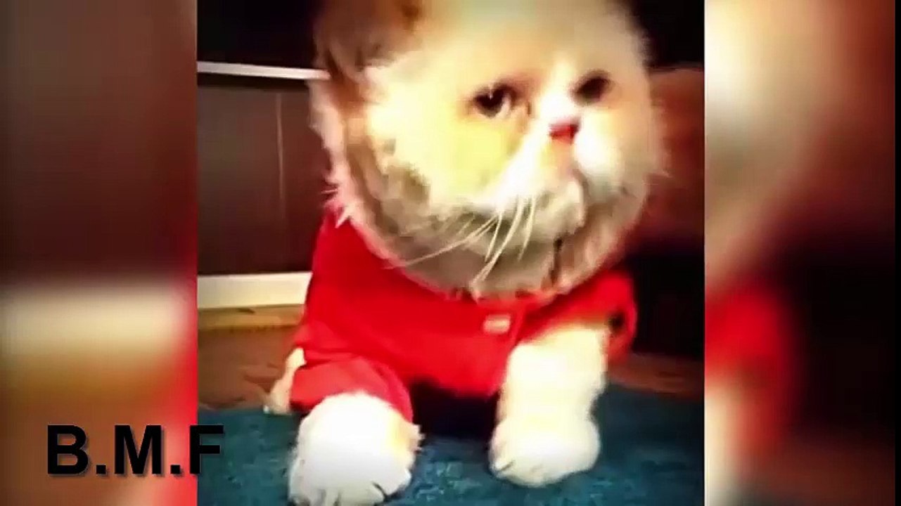 Gato Dançando |  Rip Rop | #4 Compilation | 2017