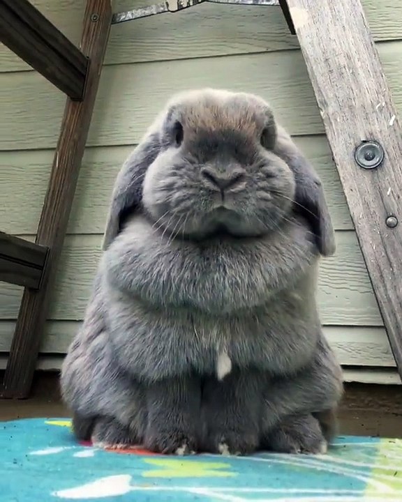 Here's A Bunny Getting Ready For Easter In Fluffy Glory