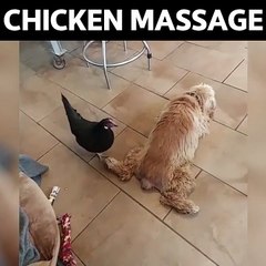 Chicken Pecks Poodle For LOLz