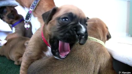 Boxer Puppies Howl Part 11!!