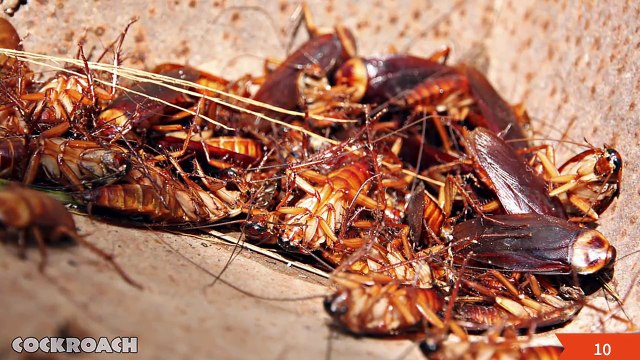 10 Most Exotic Animals Owned As Pets Around The World