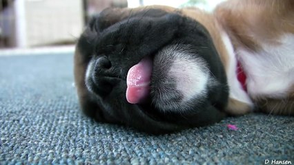 Sleepy 4 Week Old Boxer Puppies Part 13!!