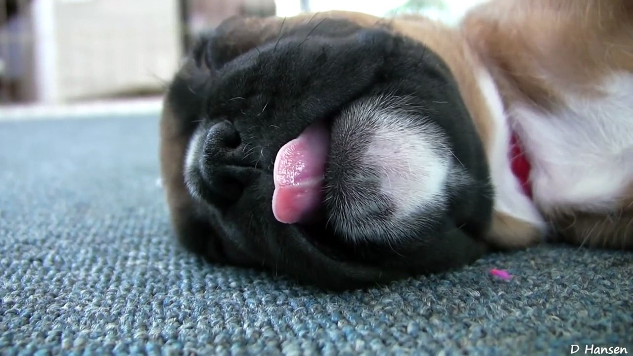 Sleepy 4 Week Old Boxer Puppies Part 13!!