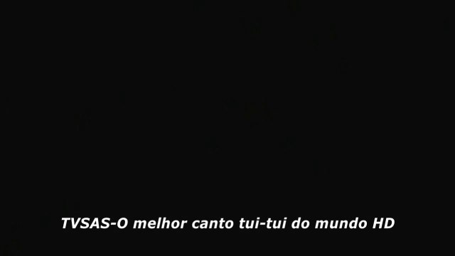 Coleiro o melhor canto tui-tui do mundo