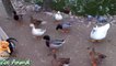 Real Duck Chickens Goose Pig  farm animals - Farm Animals video f