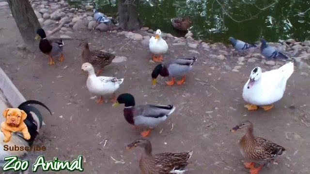 Real Duck Chickens Goose Pig farm animals - Farm Animals video f