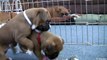 Cute 4 Week Old Boxer Puppies With Moma Part 15!!