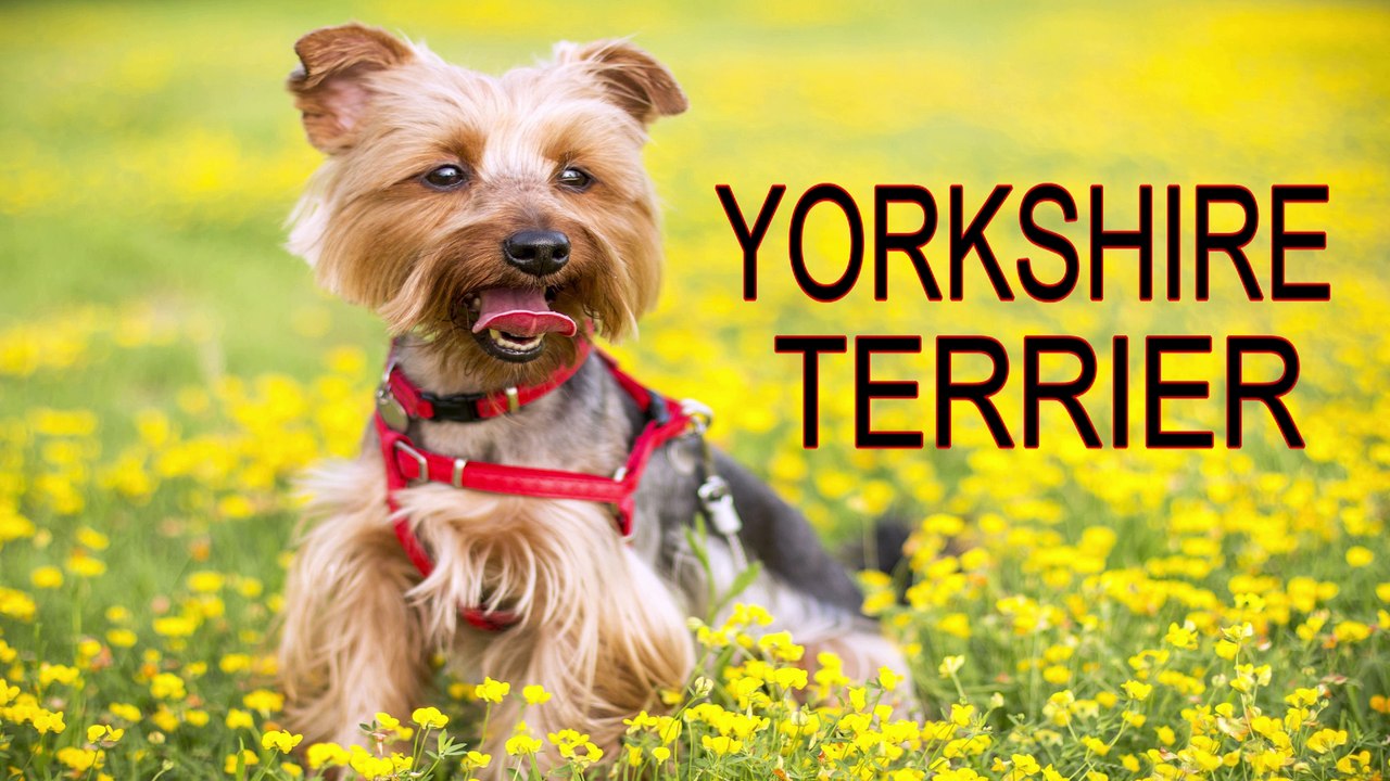 TOP Dog Breeds 2017, Most popular dog breeds, Best dogs