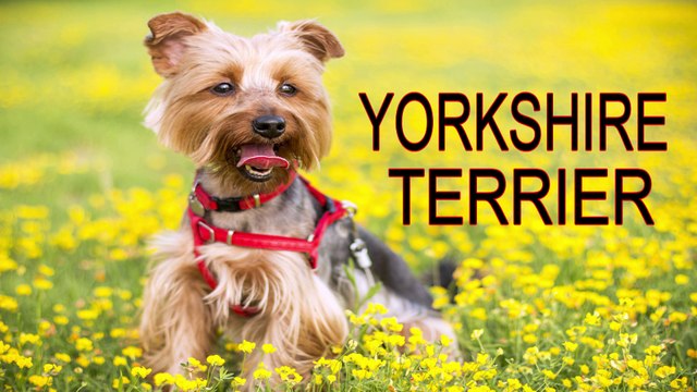 TOP Dog Breeds 2017, Most popular dog breeds, Best dogs