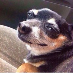 CACHORROS MAIS ENGRAÇADOS DA INTERNET