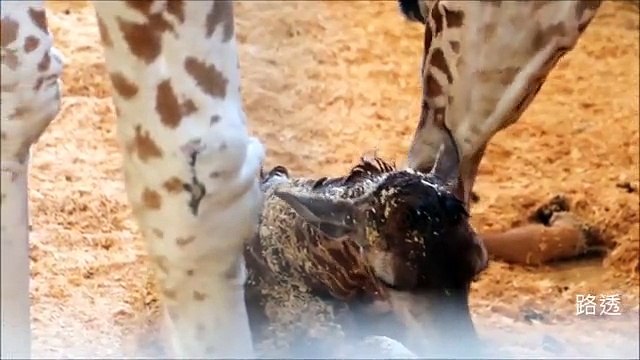 「裸片」女主角直播產子　140萬網友爭睹 _ 即時新聞 _ 20170416 _ 蘋果日報