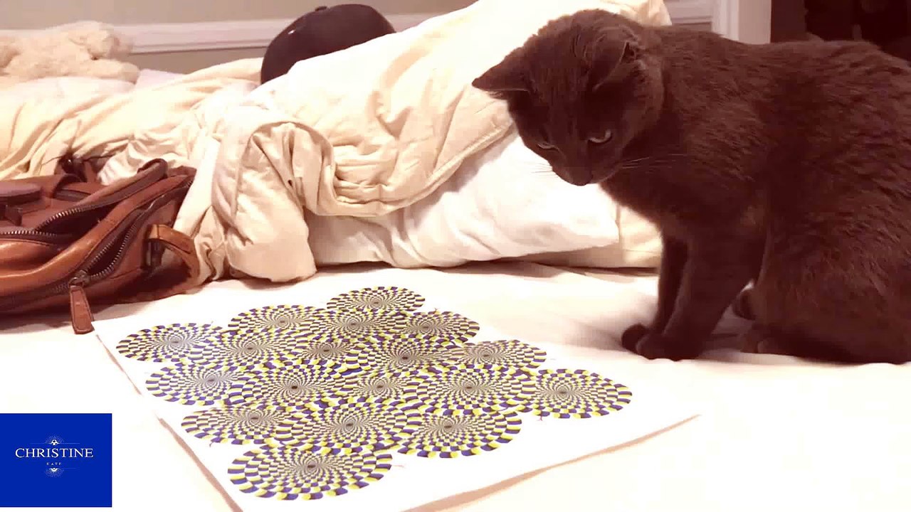 Cat mesmerized by optical illusion