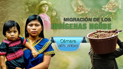 Cámara al Hombro - Migración de los indígenas Ngöbe para trabajar en la cosecha de café