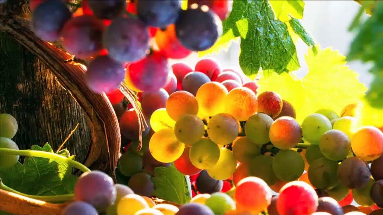 vignoble_remix