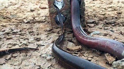 Download Video: Amazing Children Catch Freshwater Eel Using Brick - How To Eel In Cambodia