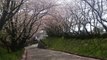 雪桜降る　高台の保育園の桜花見(その2)　　20170415