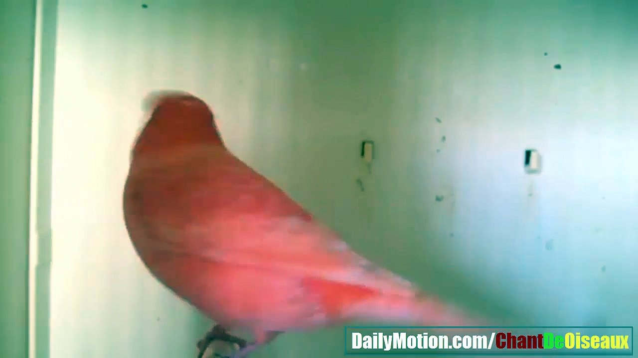 Chant de Canari Rouge تغريد كناري أحمر رائع