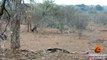 Un léopard fait l'erreur d'attaquer un porc-épic.... Mauvaise idée