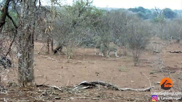Un léopard fait l'erreur d'attaquer un porc-épic.... Mauvaise idée