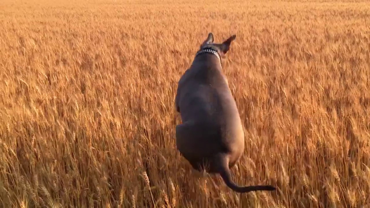 Ya pas que le lapin qui saute... Compilation de sauts de chiens