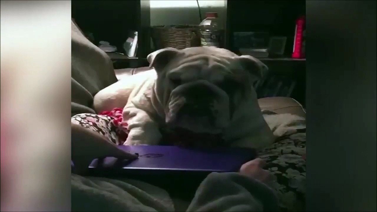 Ferme moi ça... Chien lol