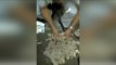 500, 1000 torn notes worth 30 Lakh found dumped in drain | Oneindia News