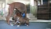 Cute 6 Week Old Boxer Puppies Playing Part 16!!