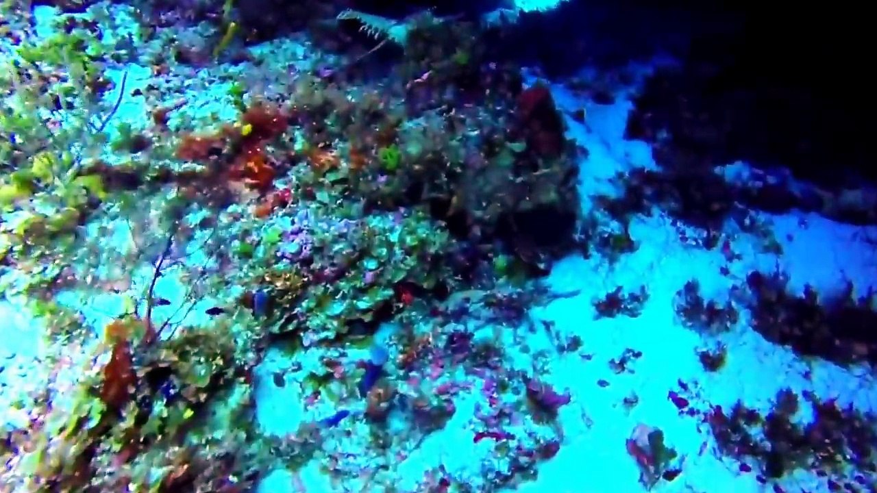 Cozumel Mexico Diving Lobsters
