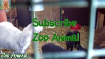 Sheep and lambs happy in his house on farm - Farm animals video54656756