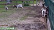 Happy goats in farm animals - Funniest animal video for kids3456546TV