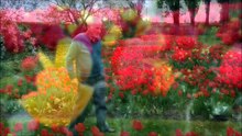Les 25 000 tulipes d'André De Merlier - Evregnies