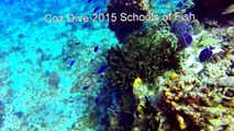 Cozumel Mexico Diving Palancar Schools of Fish
