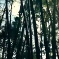 Bamboo soundscape - Morikami Japanese Garde