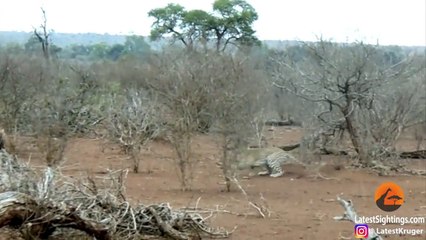 Leopardo aprende lição