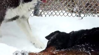 Husky and rottweiler playing in the snow