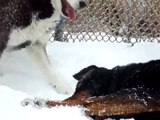Husky and rottweiler playing in the snow