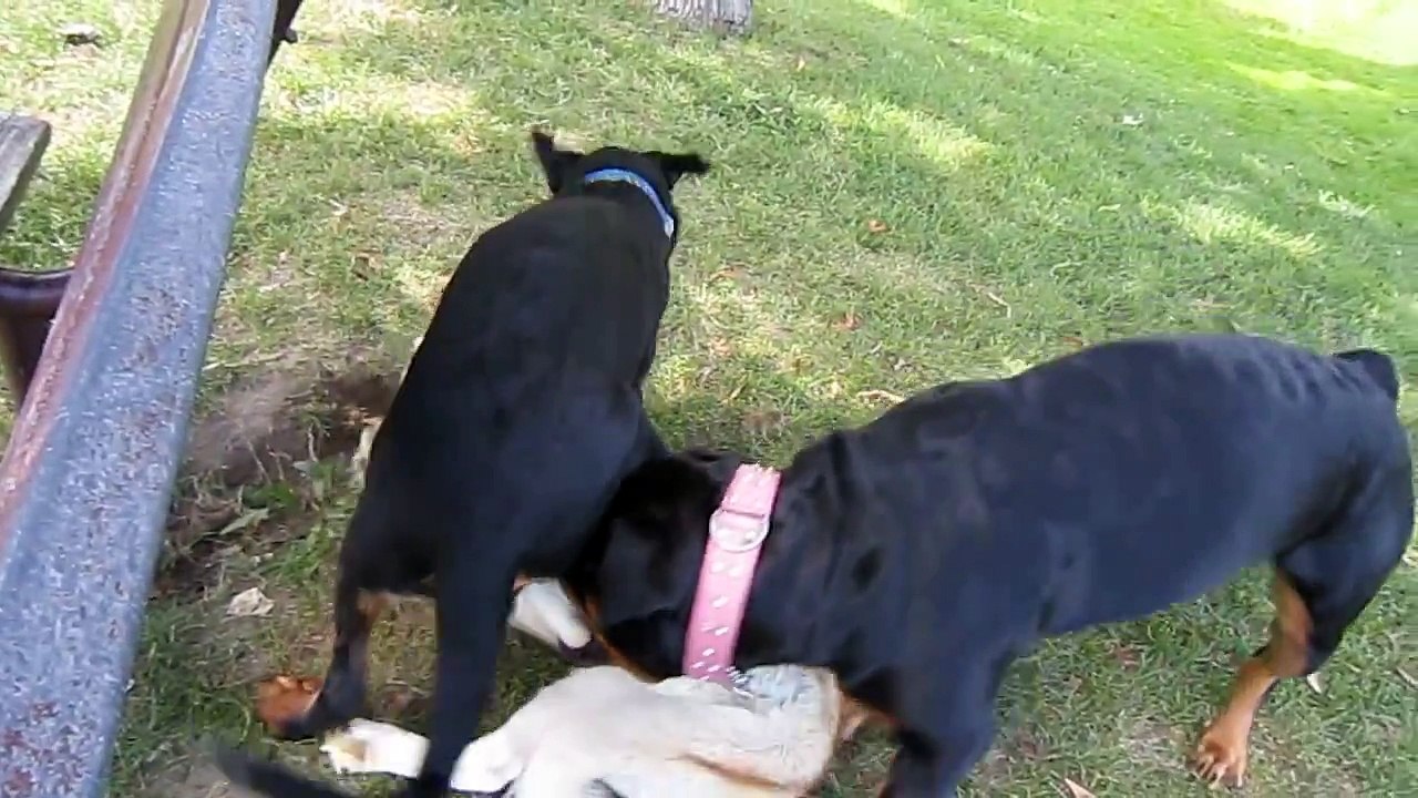 Siberian Husky Playing WIth Two Rottweilers
