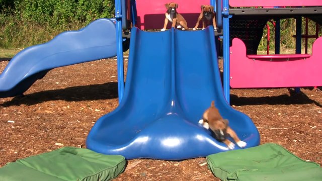 6 Week Old Boxers Go Down Slide Part 19!!