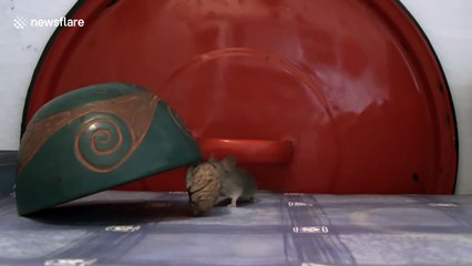 A humane mousetrap with just a bowl and a walnut