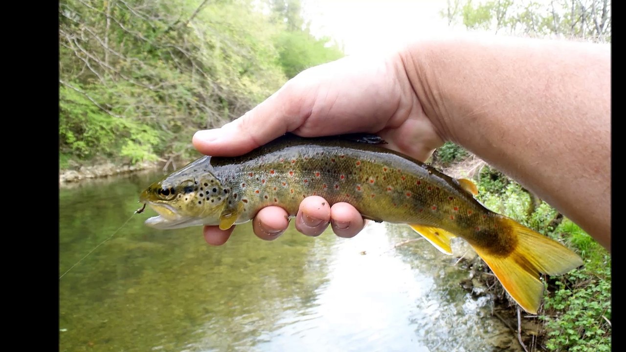 peche à la mouche sur l'albarine 15 avril 2017